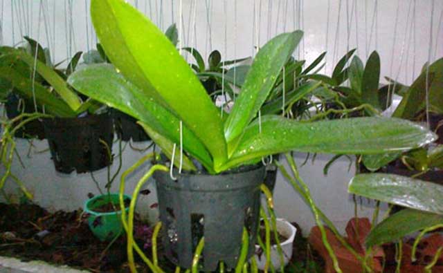 Chăm sóc lan hồ điệp trồng bằng xơ dừa - kythuatcanhtac.com