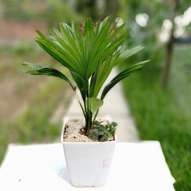 4 loại cây mà nhà nào cũng nên trồng ngay để hút mọi khí độc trong nhà - 7 - kythuatcanhtac.com