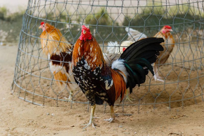 Cách nuôi gà tre mái đẻ & gà tre thịt. Thức ăn cho gà tre theo từng giai đoạn - kythuatcanhtac.com