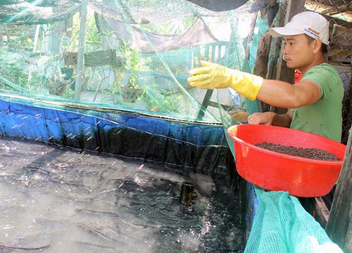 Cá lóc ăn gì? Thức ăn tự nhiên và công nghiệp cho cá lóc - kythuatcanhtac.com