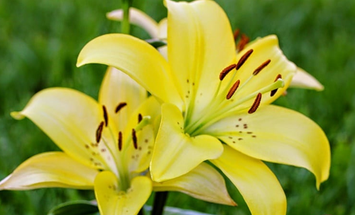 Bộ ảnh về hoa Ly đẹp nhất - kythuatcanhtac.com