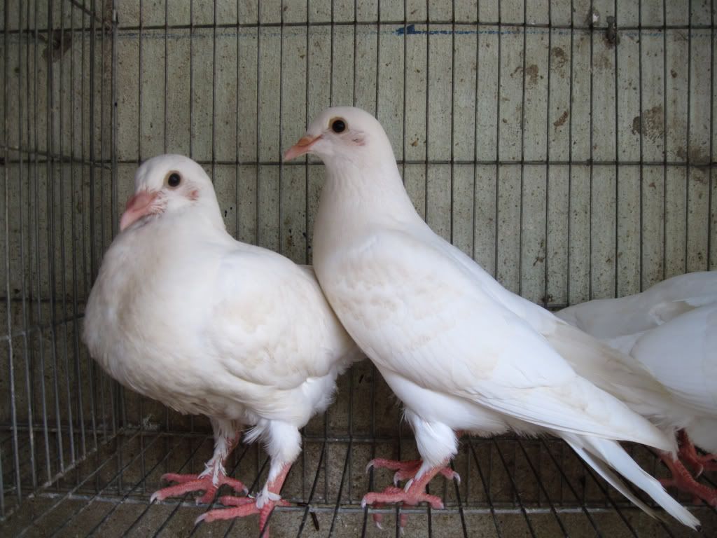 Chim bồ câu Pháp. Địa chỉ bán bán bồ câu Pháp giống uy tín ở 3 miền - kythuatcanhtac.com