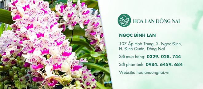 Chủ vườn Hoa Lan Đồng Nai chia sẻ 5+ lý do lan Ngọc Điểm được chuộng trong 2022 - 4 - kythuatcanhtac.com