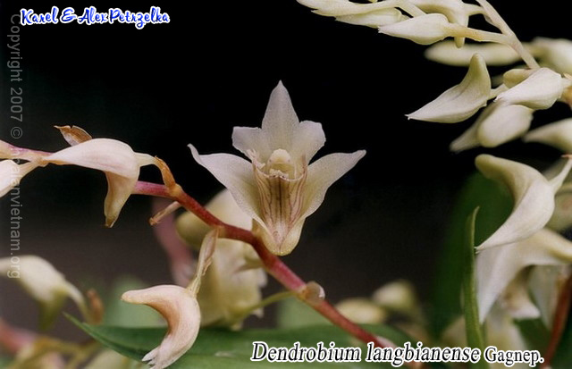 Dendrobium langbianense, hoàng thảo langbiang - kythuatcanhtac.com
