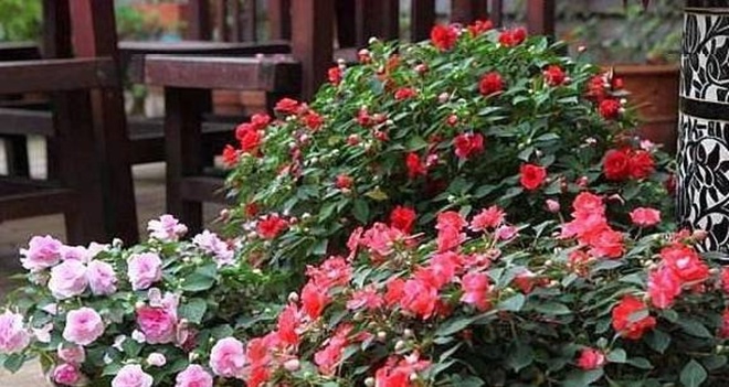 Để cây cảnh ra hoa rực rỡ, không cần mua phân bón, kiếm trong bếp là đủ amp;#34;đạm, lân, kaliamp;#34; - 1 - kythuatcanhtac.com