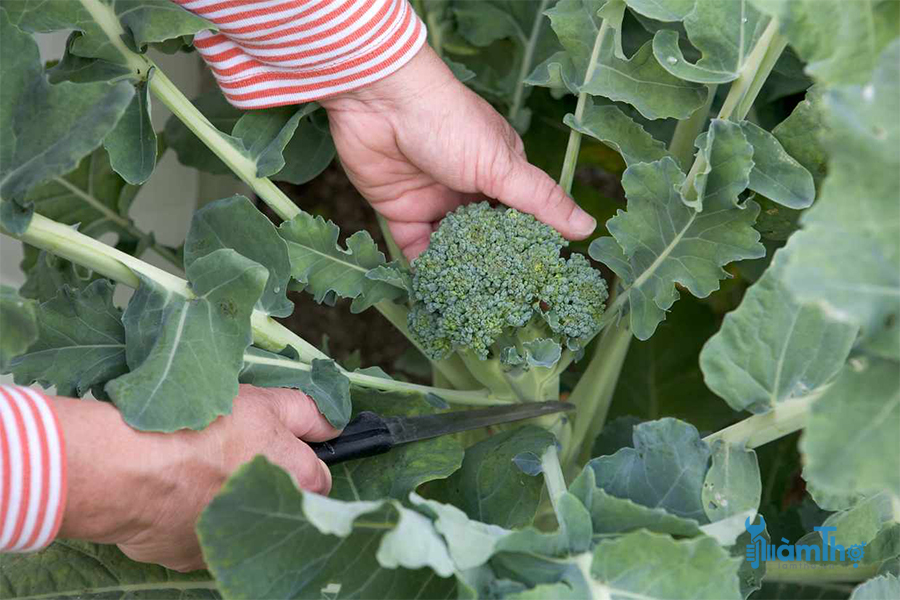 Cách trồng bông cải xanh từ hạt giống thu hoạch thành công - kythuatcanhtac.com