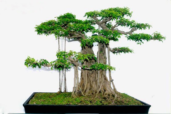 10 Cây cảnh bonsai đẹp nhất và cách chăm sóc cây bonsai đúng kỹ thuật - 9 - kythuatcanhtac.com