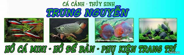 Cửa hàng cá cảnh Trung Nguyễn - kythuatcanhtac.com