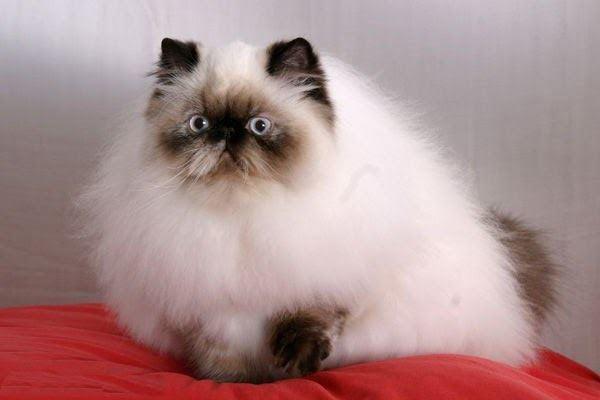 Mèo Ba Tư - Đặc điểm, giá bán, cách nuôi và chăm sóc tốt nhất - 7 - kythuatcanhtac.com