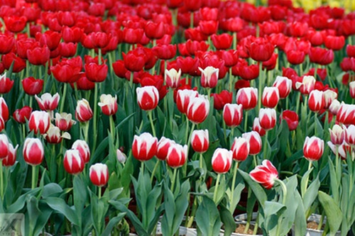 Vườn hoa tulip rực rỡ đón xuân - kythuatcanhtac.com