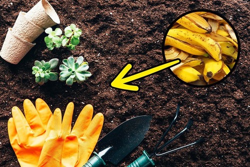 Công dụng của vỏ chuối trong làm vườn khiến bác nông dân nào cũng phải ngả mũ - 1 - kythuatcanhtac.com
