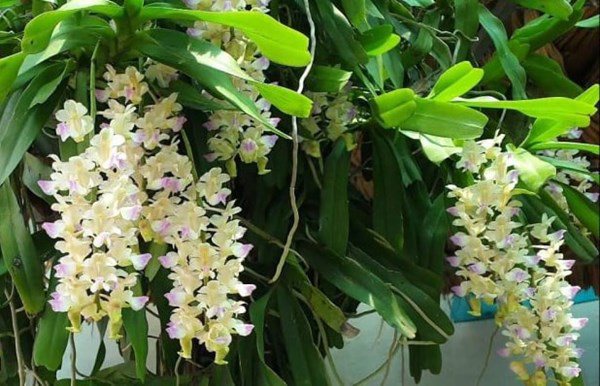 Ngạc nhiên với những bí kíp trồng cây hoa lan đảm bảo sống, nhanh ra hoa đẹp - 3 - kythuatcanhtac.com