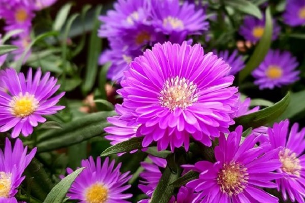 Hoa Cúc - Đặc điểm, ý nghĩa, công dụng và cách trồng giúp hoa nở đẹp - 7 - kythuatcanhtac.com