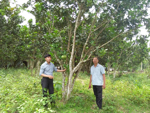 Hình ảnh cây bưởi kỳ đà - kythuatcanhtac.com