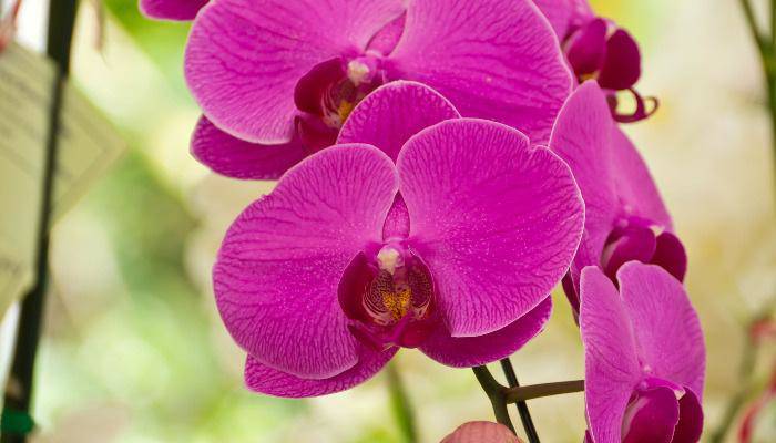 7 loại hoa phong thủy mang tài lộc, phúc khí trong năm Tân Sửu 2021 - 7 - kythuatcanhtac.com