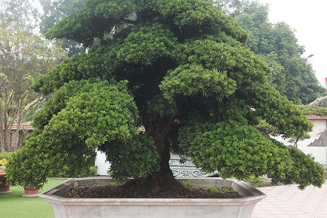 amp;#34;Choángamp;#34; với bộ ba cây quý gần 20 tỷ của đại gia Thái Nguyên - 11 - kythuatcanhtac.com