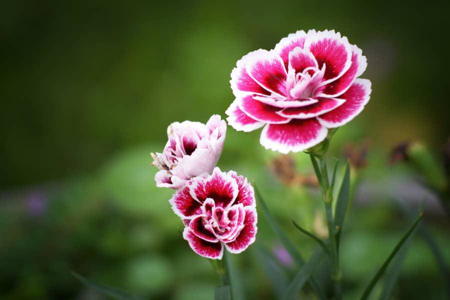 3 loài hoa thịnh vượng, điềm lành và sung túc trồng trong nhà không phải ai cũng biết - 8 - kythuatcanhtac.com