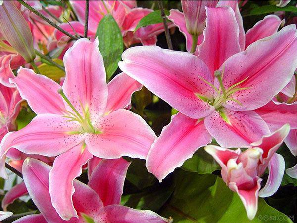 Những loại hoa đẹp không nên rước lên bàn thờ - 1 - kythuatcanhtac.com