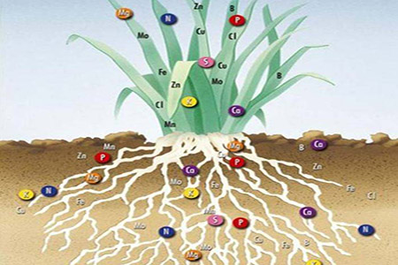 Quá trình hấp thu dinh dưỡng của cây trồng qua lá và rễ - kythuatcanhtac.com