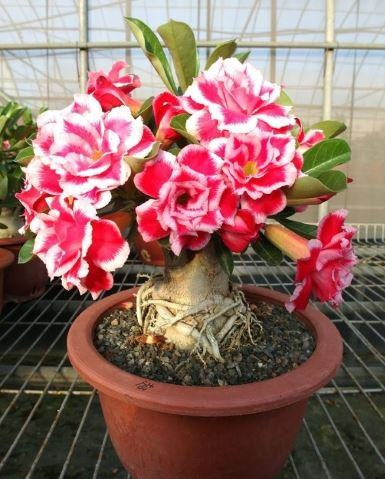 Hoa sứ Thái – Loài hoa đẹp của xa mạc, bông đẹp độc đáo 5 - kythuatcanhtac.com
