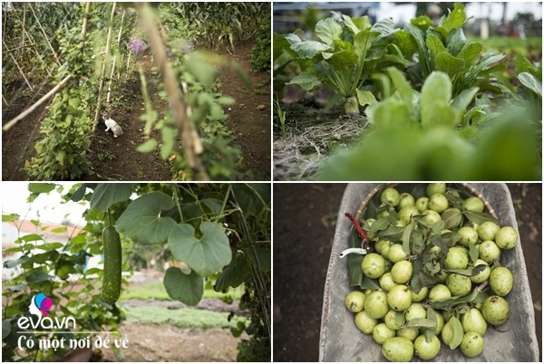 8X Sài Gòn về quê mua đất trồng rau, để bố mẹ đón tuổi già trong vườn 1 héc ta - 26 - kythuatcanhtac.com