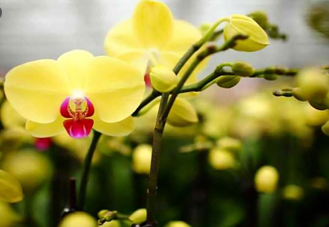 Hoa lan màu vàng - Những ý nghĩa của hoa lan màu vàng có thể bạn chưa biết 13 - kythuatcanhtac.com