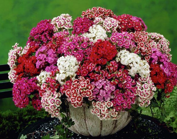Hình Bó hoa cẩm chướng đẹp - kythuatcanhtac.com
