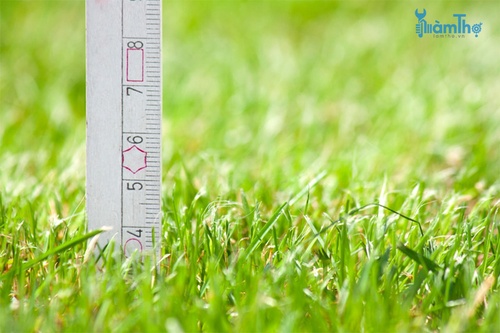 Cắt cỏ ngắn, không bao giờ nên để cỏ mọc cao hơn 8 cm - kythuatcanhtac.com
