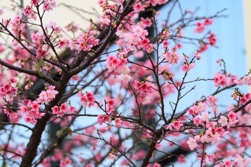 Hoa Đào ngày Tết: Sự tích, ý nghĩa và cách chăm sóc cho hoa nở đẹp - 7 - kythuatcanhtac.com