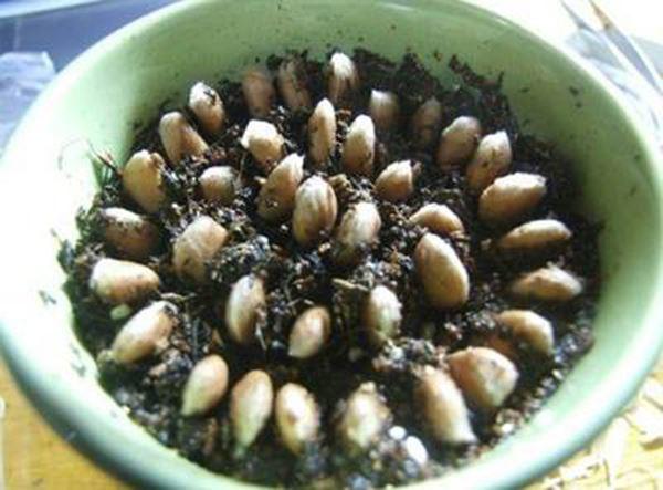 Cách trồng cây chanh từ hạt cực dễ, để bàn xinh xắn, tiện làm gia vị nấu ăn - 3 - kythuatcanhtac.com
