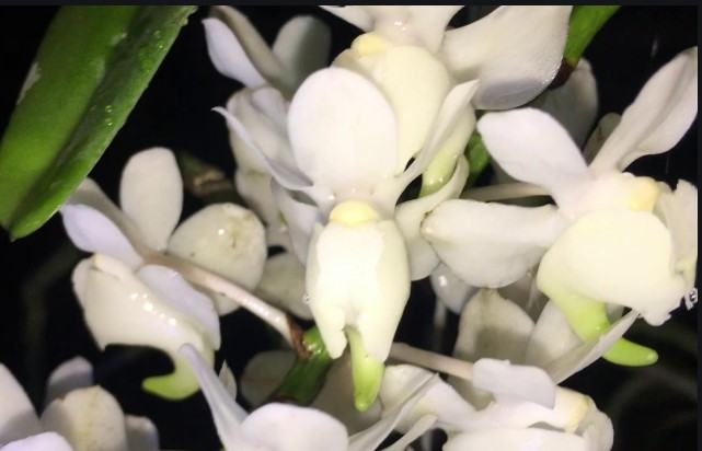 Hoa lan bạch nhạn - Nguồn gốc, đặc điểm, cách trồng và chăm sóc hoa lan bạch nhạn 16 - kythuatcanhtac.com