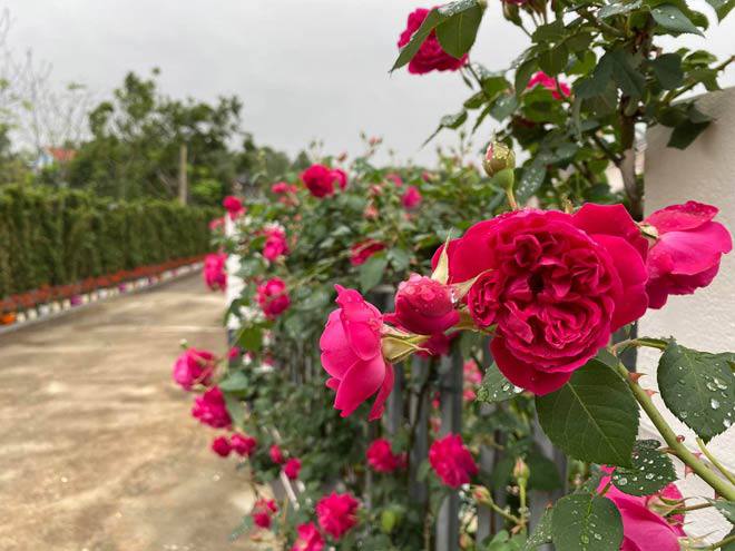 Mê mẩn vườn hồng đẹp như mơ, rộng hàng nghìn m2 của bà mẹ Hà thành - 3 - kythuatcanhtac.com