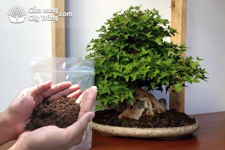 Hạn chế bón phân cho cây bonsai để kìm hãm sự phát triển của cây - kythuatcanhtac.com