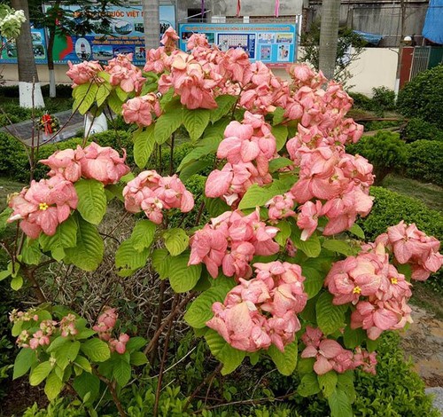 Cây én hồng – Một loại hoa thích hợp để trồng cây cảnh quan sân vườn 3 - kythuatcanhtac.com