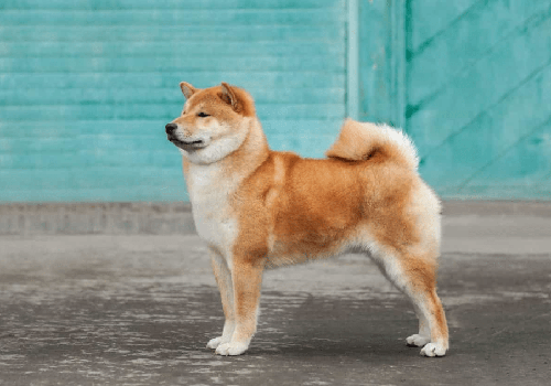 Chó Shiba - Nguồn gốc, đặc điểm và cách chăm sóc chú chó shiba 11 - kythuatcanhtac.com