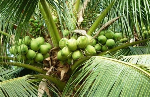 Cây Dừa - Đặc điểm và những công dụng thần kỳ của Cây Dừa 22 - kythuatcanhtac.com