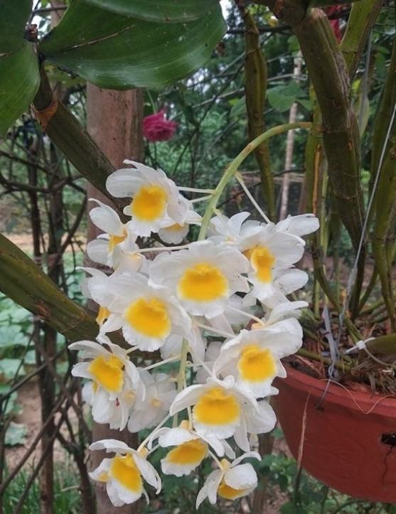 Hoa lan kiều- Cách trồng và chăm sóc hoa lan kiều đạt hiệu quả cao 18 - kythuatcanhtac.com