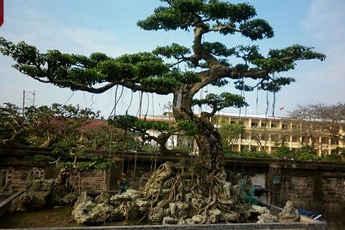 Cây tùng la hán bonsai - kythuatcanhtac.com