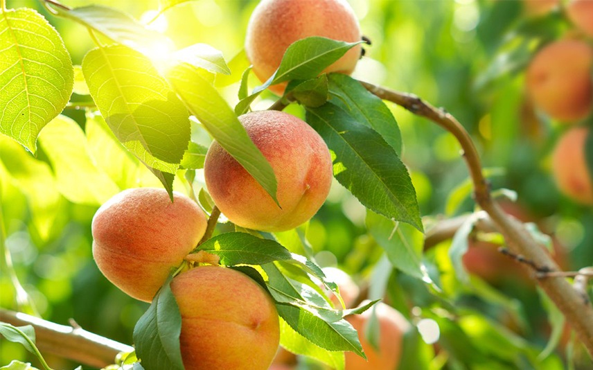 9 loại cây ăn quả tốt nhất để trồng trong vườn của bạn - kythuatcanhtac.com