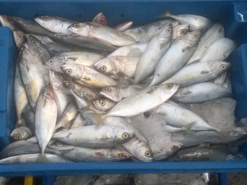 Giá bột cá làm thức ăn chăn nuôi gia súc. Nơi bán bột cá uy tín tốt nhất - kythuatcanhtac.com