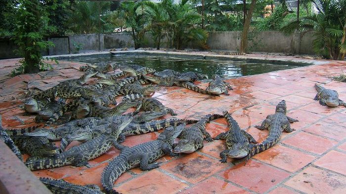 Kỹ thuật nuôi cá sấu lấy thịt và da. Chi phí đầu tư trang trại nuôi cá sấu - kythuatcanhtac.com