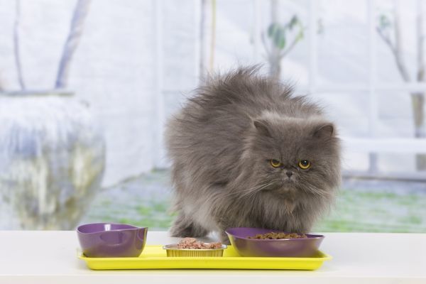 Mèo Ba Tư - Đặc điểm, giá bán, cách nuôi và chăm sóc tốt nhất - 9 - kythuatcanhtac.com