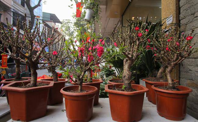 Những loại hoa đào Việt Nam đẹp mê hồn, càng ngắm càng đã mắt - 26 - kythuatcanhtac.com