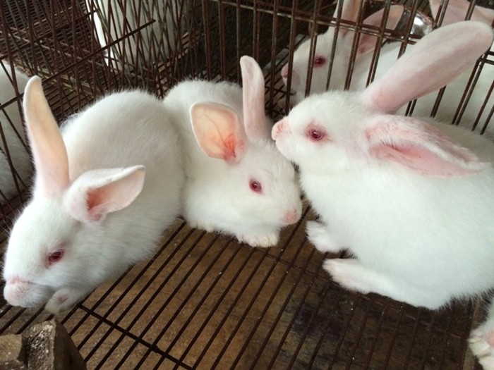 Cách chăn nuôi thỏ: Thức ăn cho thỏ. Cách phòng & trị bệnh cho thỏ - kythuatcanhtac.com