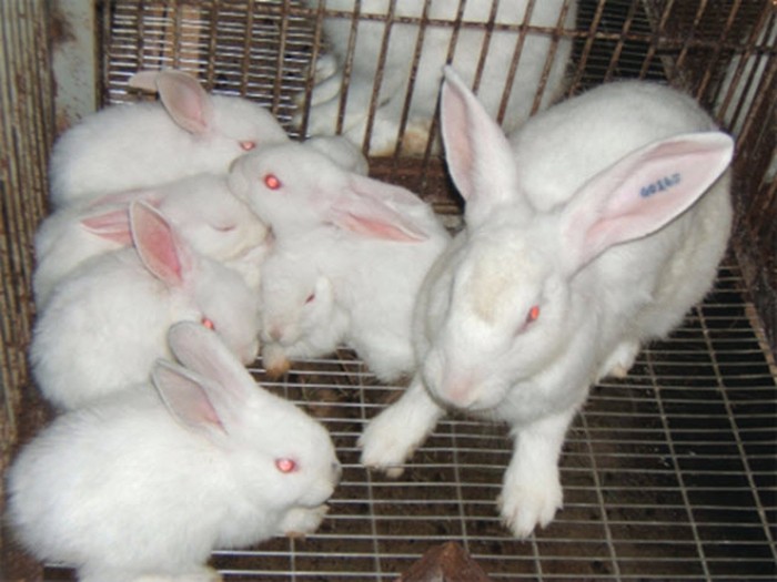 Cách chăn nuôi thỏ: Thức ăn cho thỏ. Cách phòng & trị bệnh cho thỏ - kythuatcanhtac.com