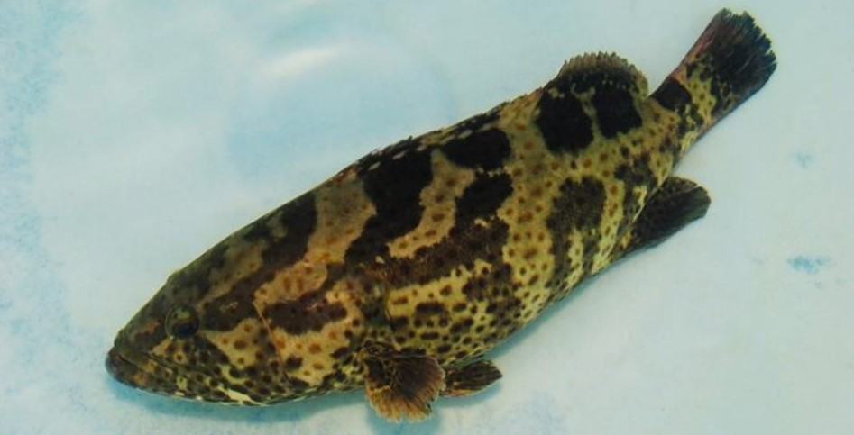 Những thông tin cơ bản liên quan đến cá mú có thể bạn chưa biết? 12 - kythuatcanhtac.com