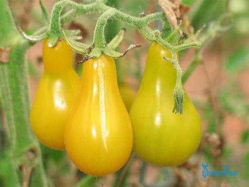 Cách trồng cà chua lê vàng bằng hạt giống - kythuatcanhtac.com