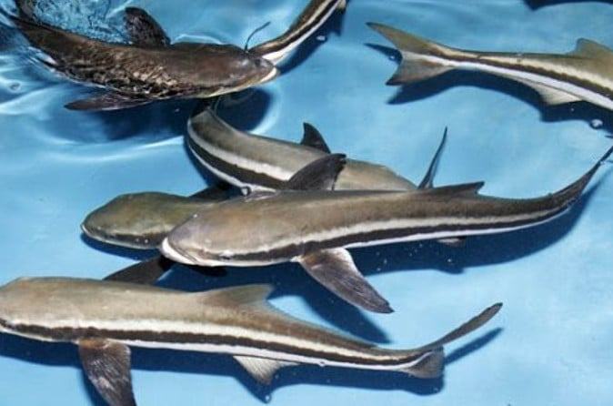 Cá Giò - Đặc điểm, môi trường sống của Cá Giò 10 - kythuatcanhtac.com