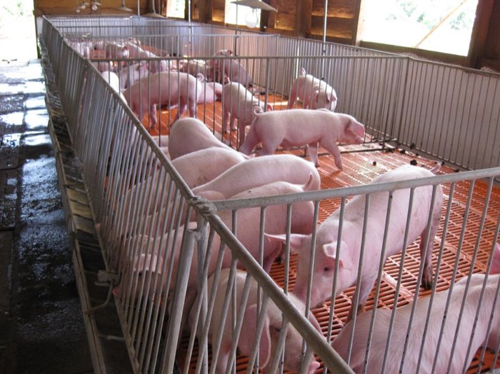 Mô hình nuôi lợn sạch VietAP: Thức ăn nuôi lợn sạch, Cách làm chuồng trại,... - kythuatcanhtac.com