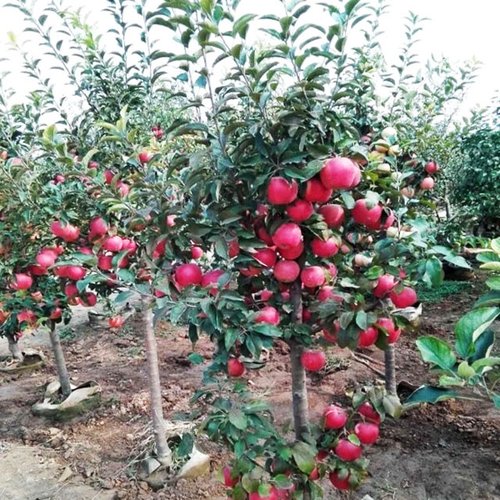 Kỹ thuật trồng táo tây - kythuatcanhtac.com